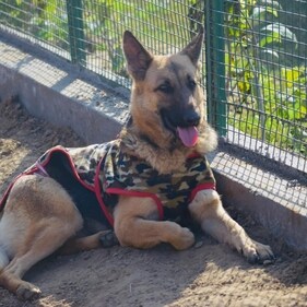 Nikki gets along with humans and other dogs alike, and is likely to thrive in a household that has children. Nikki gets along with humans and other dogs alike, and is likely to thrive in a household that has children.