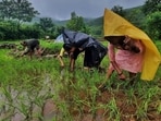 Tribal farmers In Pankhanda tribal village are seen doing rice farming, in Thane, in Mumbai. (Praful Gangurde / HT Photo )