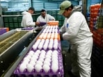 A picture from the Sunrise Farms processing plant in Petaluma, California. Commercial poultry industry suffers from the consequences of avian influenza. A picture from the Sunrise Farms processing plant in Petaluma, California. Commercial poultry industry suffers from the consequences of avian influenza.