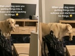 Adorable video of Golden Retriever packing his own suitcase goes viral Adorable video of Golden Retriever packing his own suitcase goes viral