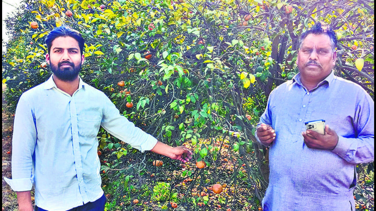 No juicy returns for Punjab kinnow growers as prices drop - Vimarsana News