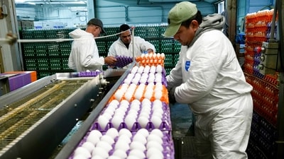 A picture from the Sunrise Farms processing plant in Petaluma, California. Commercial poultry industry suffers from the consequences of avian influenza. (AP) A picture from the Sunrise Farms processing plant in Petaluma, California. Commercial poultry industry suffers from the consequences of avian influenza. (AP)