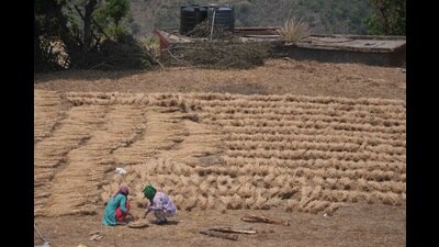 Farmers at a field in Shimla. (HT file) Farmers at a field in Shimla. (HT file)