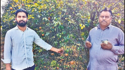 Farmers sought the Punjab government’s intervention by considering a demand of providing kinnow to students in the mid-day meal. (Sanjeev Kumar /HT) Farmers sought the Punjab government’s intervention by considering a demand of providing kinnow to students in the mid-day meal. (Sanjeev Kumar /HT)