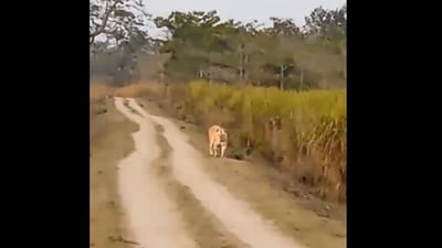 The image shows a rare golden tiger standing on a road inside Kaziranga National Park in Assam. (X/@CMOfficeAssam) The image shows a rare golden tiger standing on a road inside Kaziranga National Park in Assam. (X/@CMOfficeAssam)