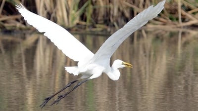 Mangalajodi, located in the northeastern part of Chilika, Asia's largest brackish water lake, is renowned as the “Birds Paradise of Asia”. (File) Mangalajodi, located in the northeastern part of Chilika, Asia's largest brackish water lake, is renowned as the “Birds Paradise of Asia”. (File)