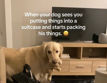 Adorable video shows Leo, a golden retriever packing his toys into owner's suitcase (TikTok) Adorable video shows Leo, a golden retriever packing his toys into owner's suitcase (TikTok)