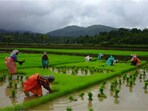 Workers plant paddy in the fields in Wayanad district of Kerala(Courtesy Rajesh Krishnan)