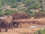 South Africa: Elephant herd saving the calf stuck in mud. 