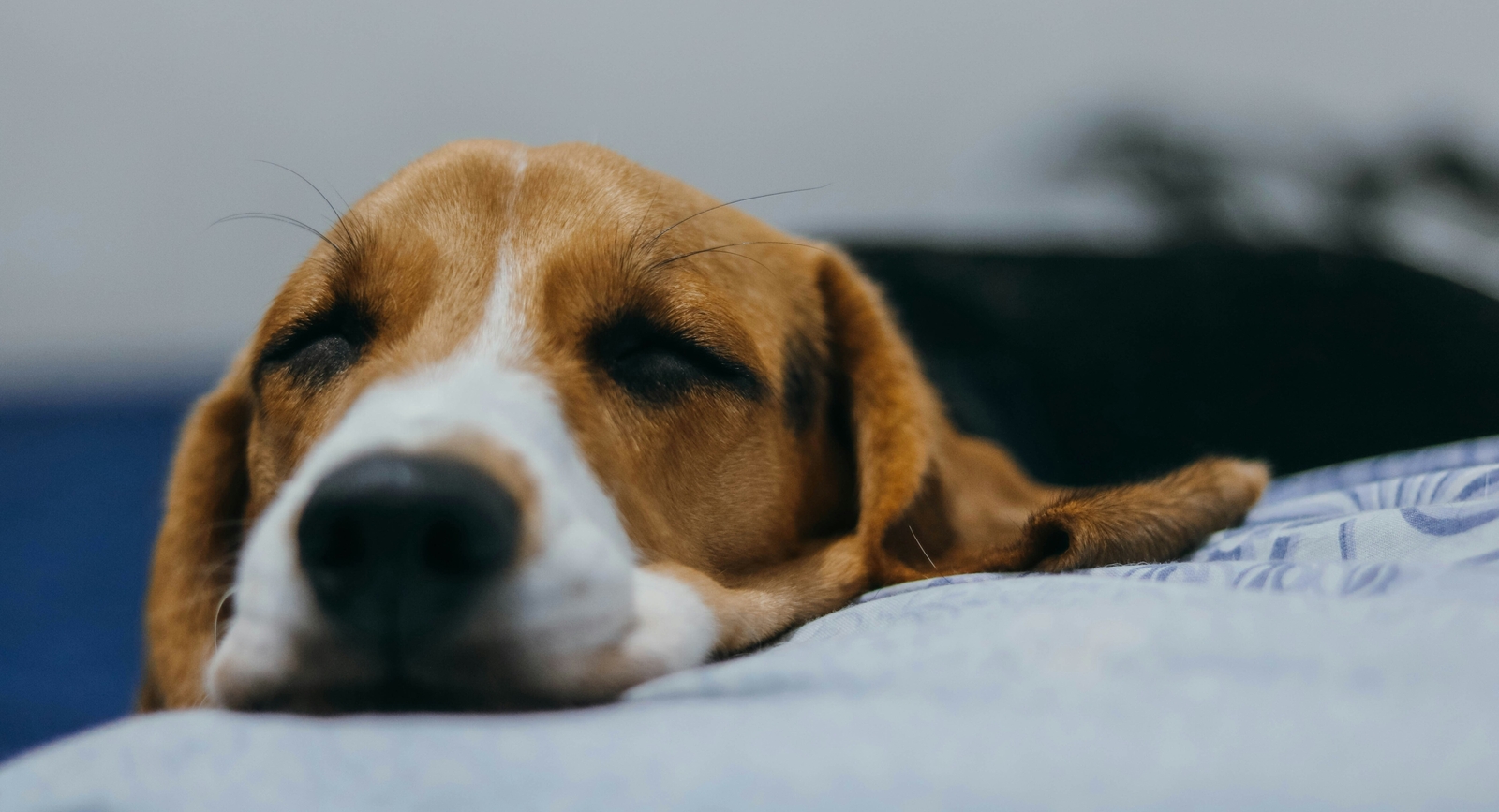 World Leprosy Day 2024: 8 essential tips to prevent leprosy in pets - Vimarsana News
