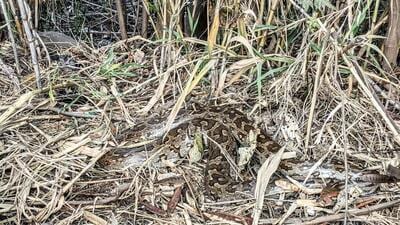 Can you spot the massive python’s head at the Sukhna lake? (PHOTO: MUNISH JAUHAR) Can you spot the massive python’s head at the Sukhna lake? (PHOTO: MUNISH JAUHAR)