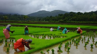 Workers plant paddy in the fields in Wayanad district of Kerala (Courtesy Rajesh Krishnan) Workers plant paddy in the fields in Wayanad district of Kerala (Courtesy Rajesh Krishnan)