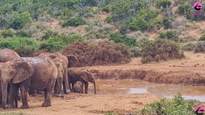 South Africa: Elephant herd saving the calf stuck in mud. (YouTube/Cute Tings)