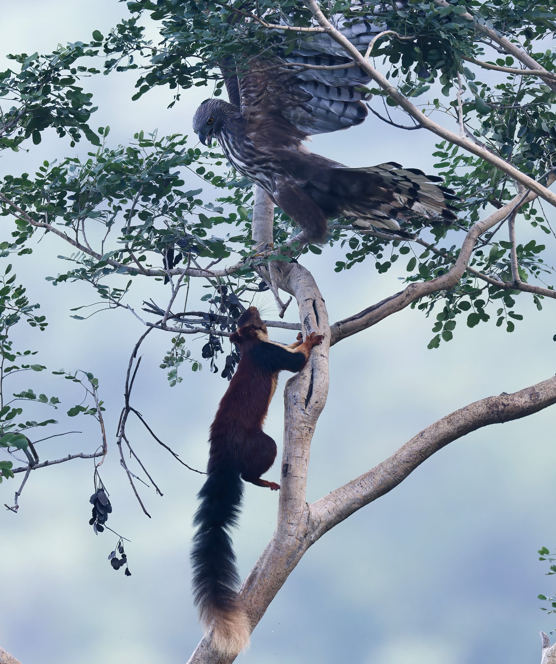 Audacious squirrel takes on a formidable hawk-eagle. (PHOTO: DR. NISARGA) Audacious squirrel takes on a formidable hawk-eagle. (PHOTO: DR. NISARGA)