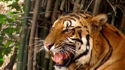 The wild feline spotted at Awasthi's house on Saturday night had been roaming freely for the past 24 hours (HT Archives (For representation)) The wild feline spotted at Awasthi's house on Saturday night had been roaming freely for the past 24 hours (HT Archives (For representation))