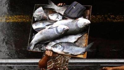 The final product will replicate the original flavour, texture and nutritional qualities of the fish. (AP file photo) The final product will replicate the original flavour, texture and nutritional qualities of the fish. (AP file photo)
