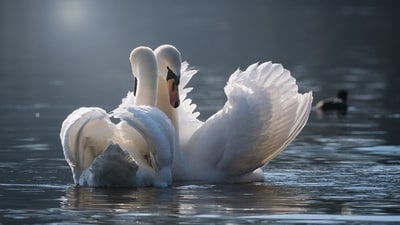 Daily Love and Relationship Horoscope 2024: Find out love predictions for January 30.