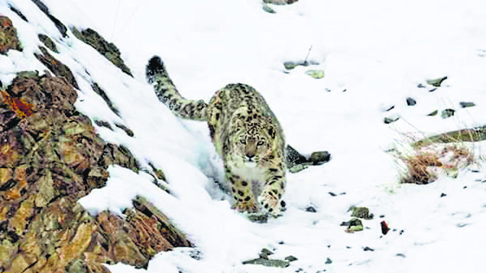 718 snow leopards in India, most in Ladakh, says study - Vimarsana News