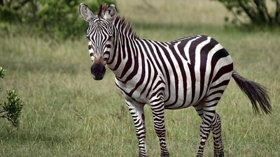 International Zebra Day serves as a crucial platform for raising global awareness about the conservation needs of zebras. (Pixabay) International Zebra Day serves as a crucial platform for raising global awareness about the conservation needs of zebras. (Pixabay)