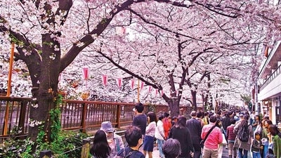 Blossoming charm: The Cherry Blossom Festival is Japan’s ‘cherry’ on top! (Shutterstock) Blossoming charm: The Cherry Blossom Festival is Japan’s ‘cherry’ on top! (Shutterstock)