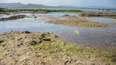 Inadequate monsoon has led to a substantial decline in water levels across 2,994 dams in Maharashtra. (HT FILE) Inadequate monsoon has led to a substantial decline in water levels across 2,994 dams in Maharashtra. (HT FILE)