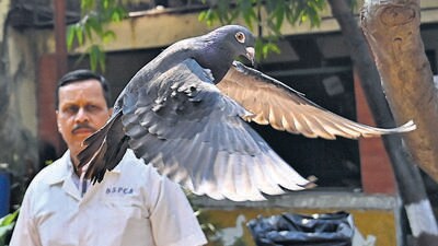 Mumbai, India - Jan. 30, 2024: Chief Medical Supritendent Colonel Dr B B Kulkarni released the detained pigeon after getting clearance from Police dept, at BSPCA, in Mumbai, India, on Tuesday, January 30, 2024. (Photo by Anshuman Poyrekar/ Hindustan Times) (Hindustan Times) Mumbai, India - Jan. 30, 2024: Chief Medical Supritendent Colonel Dr B B Kulkarni released the detained pigeon after getting clearance from Police dept, at BSPCA, in Mumbai, India, on Tuesday, January 30, 2024. (Photo by Anshuman Poyrekar/ Hindustan Times) (Hindustan Times)
