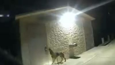 The K-9 alerted officials to a locked bathroom door at a park (@HCSOSheriff/X) The K-9 alerted officials to a locked bathroom door at a park (@HCSOSheriff/X)