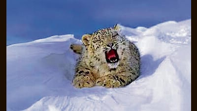 The estimation of Snow Leopard population is important because of the species’ role as an apex predator in the Himalayan ecosystem. (HT File) The estimation of Snow Leopard population is important because of the species’ role as an apex predator in the Himalayan ecosystem. (HT File)