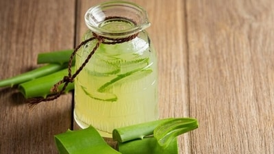 With its laxative properties, aloe vera can help aid digestion and boosts metabolism. As per several studies, aloe vera extract is effective in increasing insulin sensitivity and reducing fasting blood glucose. (Freepik) With its laxative properties, aloe vera can help aid digestion and boosts metabolism. As per several studies, aloe vera extract is effective in increasing insulin sensitivity and reducing fasting blood glucose. (Freepik)