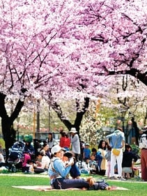 People plan 'hanami or a flower viewing parties for the festival (Shutterstock) People plan 'hanami or a flower viewing parties for the festival (Shutterstock)