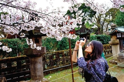 As the countryside gets awash with pink, people like to capture pictures and videos of the panoramic sight (Shutterstock) As the countryside gets awash with pink, people like to capture pictures and videos of the panoramic sight (Shutterstock)
