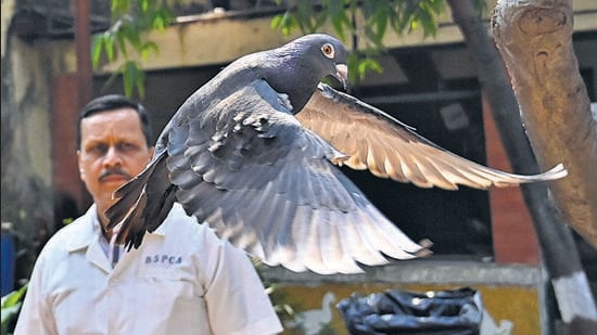 Mumbai, India - Jan. 30, 2024: Chief Medical Supritendent Colonel Dr B B Kulkarni released the detained pigeon after getting clearance from Police dept, at BSPCA, in Mumbai, India, on Tuesday, January 30, 2024. (Photo by Anshuman Poyrekar/ Hindustan Times) (Hindustan Times)