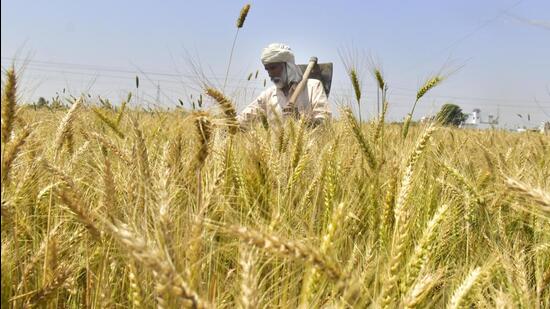 Scientists of Hisar’s Chaudhary Charan Singh Haryana Agriculture University (CCHAU) have identified a high-yielding variety of wheat. (HT File)