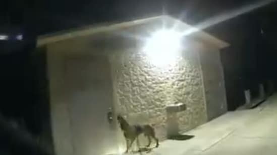 The K-9 alerted officials to a locked bathroom door at a park (@HCSOSheriff/X)