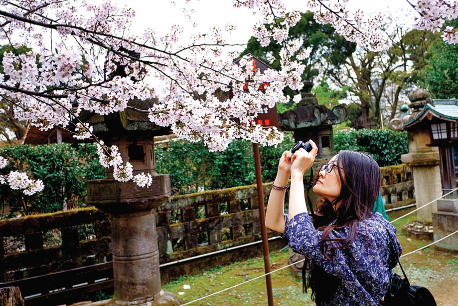 As the countryside becomes drenched in pink, people love to capture photos and videos of the picturesque view (Shutterstock)
