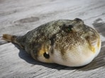 A man in Brazil died after consuming deadly pufferfish, one of the most expensive delicacies in the world. 