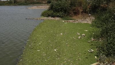 A view of Jambhulwadi lake which is covered in water hyacinth. (Ravindra Joshi/HT PHOTO) A view of Jambhulwadi lake which is covered in water hyacinth. (Ravindra Joshi/HT PHOTO)