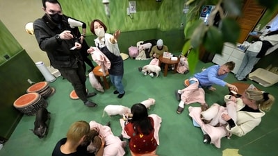 Customers play with micro pigs at a Mipig Cafe in Tokyo. The dozens of people at Tokyo’s Mipig Café on a recent morning were taking selfies and breaking into huge smiles. The pigs, a miniature breed, trotted about the room, looking for a cozy lap to cuddle up. Customers pay $15 for the first 30 minutes and a reservation is required. (AP Photo/Eugene Hoshiko) Customers play with micro pigs at a Mipig Cafe in Tokyo. The dozens of people at Tokyo’s Mipig Café on a recent morning were taking selfies and breaking into huge smiles. The pigs, a miniature breed, trotted about the room, looking for a cozy lap to cuddle up. Customers pay $15 for the first 30 minutes and a reservation is required. (AP Photo/Eugene Hoshiko)