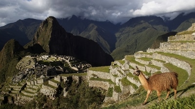 A llama is seen near the Inca citadel of Machu Picchu in Cusco, Peru, in this December 2, 2014 file photo. Tourists stranded as Peru protests block access to Machu Picchu (REUTERS/Enrique Castro-Mendivil//File Photo)