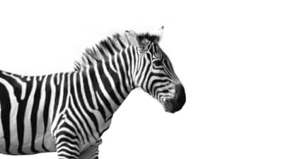 Unlike horses and donkeys, zebras have never been successfully domesticated. Their unpredictable nature and strong herding instincts make them difficult to train and manage. (Unsplash) Unlike horses and donkeys, zebras have never been successfully domesticated. Their unpredictable nature and strong herding instincts make them difficult to train and manage. (Unsplash)