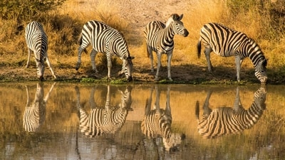 Each year on January 31st, International Zebra Day is observed to bring attention to the conservation and well-being of zebras, shedding light on the difficulties these iconic animals encounter. With their distinct stripe patterns and fascinating social behaviours, zebras remain captivating creatures that spark curiosity and admiration. To commemorate this occasion, here are some intriguing facts about zebras that may surprise you. (Unsplash) Each year on January 31st, International Zebra Day is observed to bring attention to the conservation and well-being of zebras, shedding light on the difficulties these iconic animals encounter. With their distinct stripe patterns and fascinating social behaviours, zebras remain captivating creatures that spark curiosity and admiration. To commemorate this occasion, here are some intriguing facts about zebras that may surprise you. (Unsplash)