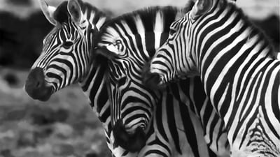 Zebras are known for their speed and agility, capable of reaching speeds of up to 65 kilometres per hour (40 miles per hour) and changing direction quickly to evade predators like lions and hyenas. (Unsplash) Zebras are known for their speed and agility, capable of reaching speeds of up to 65 kilometres per hour (40 miles per hour) and changing direction quickly to evade predators like lions and hyenas. (Unsplash)