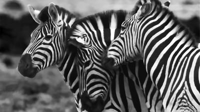 Zebras are highly social animals that form tight-knit groups called harems. These harems consist of one stallion and several mares with their offspring. They communicate using various vocalizations, facial expressions, and body movements. (Unsplash) Zebras are highly social animals that form tight-knit groups called harems. These harems consist of one stallion and several mares with their offspring. They communicate using various vocalizations, facial expressions, and body movements. (Unsplash)