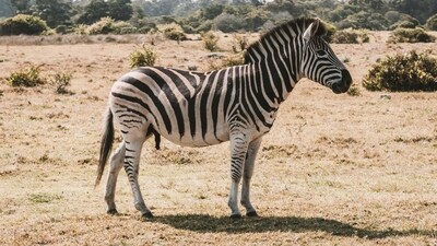 In some areas, zebras have been observed forming unusual relationships with other animals, like ostriches. Ostriches have excellent eyesight and can spot predators from a distance, while zebras have a strong sense of smell, making them a complementary team for detecting danger. (Unsplash) In some areas, zebras have been observed forming unusual relationships with other animals, like ostriches. Ostriches have excellent eyesight and can spot predators from a distance, while zebras have a strong sense of smell, making them a complementary team for detecting danger. (Unsplash)