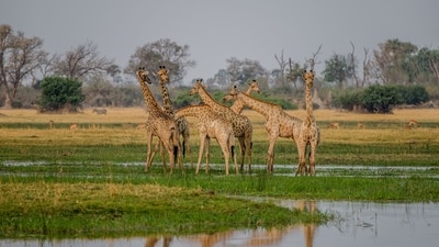 Ankasamudra Bird Conservation Reserve: The Ankasamudra Bird Conservation Reserve is a sanctuary located in Karnataka, India, revered for its role in safeguarding avian species. This reserve is celebrated for its commitment to preserving the natural habitat of numerous bird species, offering a sanctuary where these winged creatures can thrive undisturbed. (Representative Image (Unsplash)) Ankasamudra Bird Conservation Reserve: The Ankasamudra Bird Conservation Reserve is a sanctuary located in Karnataka, India, revered for its role in safeguarding avian species. This reserve is celebrated for its commitment to preserving the natural habitat of numerous bird species, offering a sanctuary where these winged creatures can thrive undisturbed. (Representative Image (Unsplash))