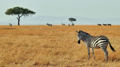 Zebras have a digestive system adapted to their diet of tough grasses. They have large, cecum-fermenting chambers in their intestines that help break down cellulose, allowing them to extract nutrients from their fibrous diet. (Unsplash) Zebras have a digestive system adapted to their diet of tough grasses. They have large, cecum-fermenting chambers in their intestines that help break down cellulose, allowing them to extract nutrients from their fibrous diet. (Unsplash)