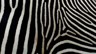 Each zebra has a unique stripe pattern, much like human fingerprints. These patterns help zebras recognize each other and can confuse predators by creating visual illusions in a herd. (Unsplash) Each zebra has a unique stripe pattern, much like human fingerprints. These patterns help zebras recognize each other and can confuse predators by creating visual illusions in a herd. (Unsplash)