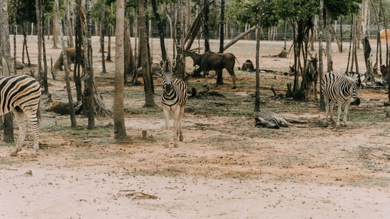 Of the five wetlands added to the Ramsar list, Magadi Kere Conservation Reserve, Ankasamudra Bird Conservation Reserve, and Aghanashini Estuary are in Karnataka and Karaivetti Bird Sanctuary and Longwood Shola Reserve Forest are in Tamil Nadu.(Representative Photo (Unsplash))