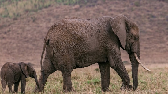 Magadi Kere Conservation Reserve: Nestled in Karnataka, India, the Magadi Kere Conservation Reserve is a haven for nature enthusiasts. This protected area is renowned for its diverse birdlife and lush biodiversity. Its serene landscapes and tranquil ambiance make it a perfect retreat for those seeking to connect with nature.&nbsp;(Representative Image (Unsplash))