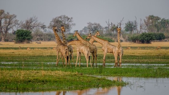 Ankasamudra Bird Conservation Reserve: The Ankasamudra Bird Conservation Reserve is a sanctuary located in Karnataka, India, revered for its role in safeguarding avian species. This reserve is celebrated for its commitment to preserving the natural habitat of numerous bird species, offering a sanctuary where these winged creatures can thrive undisturbed.&nbsp;(Representative Image (Unsplash))